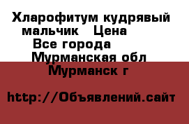 Хларофитум кудрявый мальчик › Цена ­ 30 - Все города  »    . Мурманская обл.,Мурманск г.